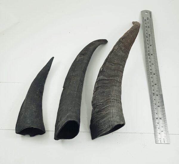 goat horn hollow small medium and large with ruler