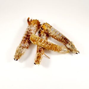 crusty critters mantis shrimp