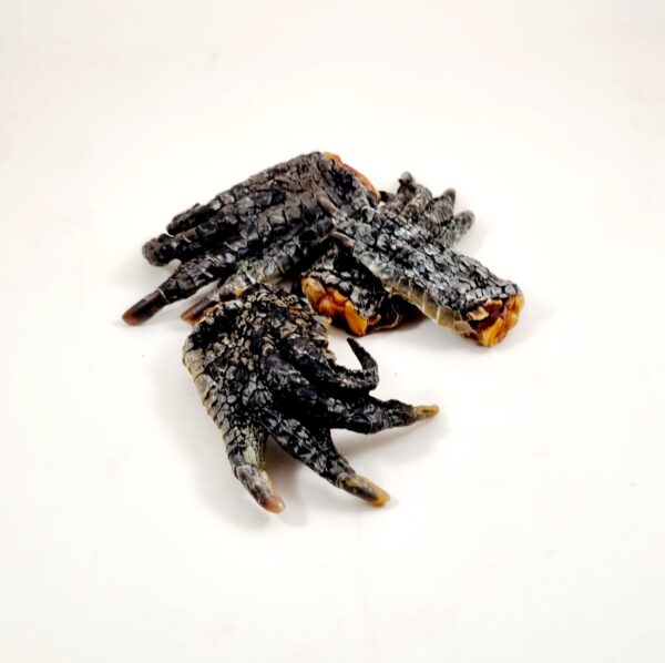 dried crocodile feet